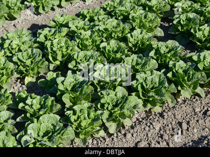 Reihen von Kopfsalat, Salinas Valley, zentrale CA Stockfoto