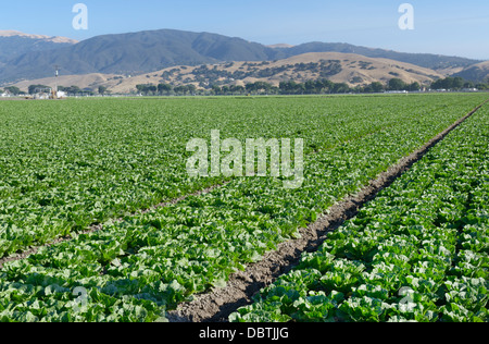 Reihen von Kopfsalat, Salinas Valley, zentrale CA Stockfoto