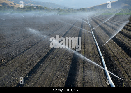 Junge Pflanzen, Salinas Valley, zentrale CA Bewässerung Stockfoto
