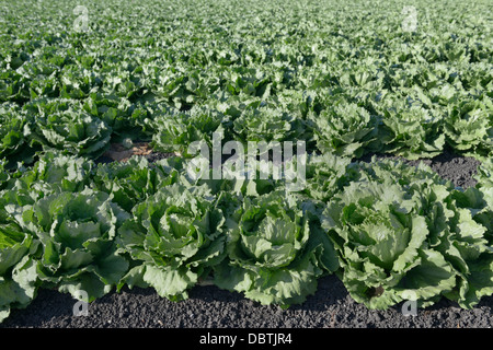 Reihen von Kopfsalat, Salinas Valley, zentrale CA Stockfoto