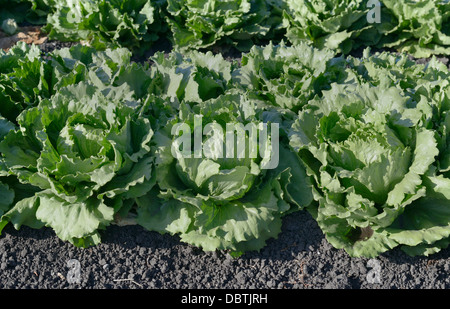 Reihen von Kopfsalat, Salinas Valley, zentrale CA Stockfoto