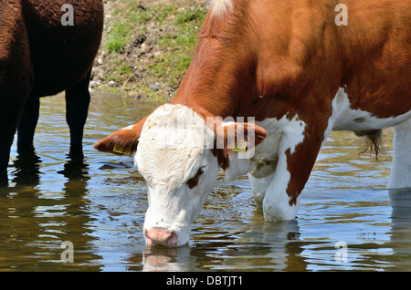 Kuh stehend im Fluss Trinkwasser Surrey UK Stockfoto