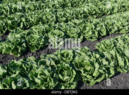 Reihen von Kopfsalat, Salinas Valley, zentrale CA Stockfoto