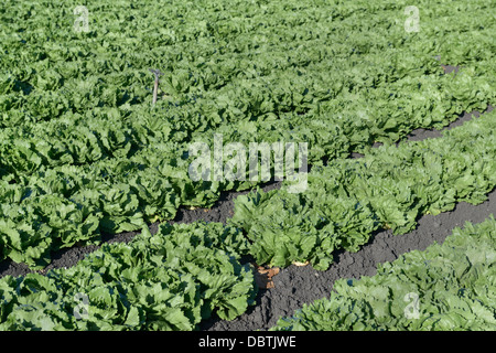 Reihen von Kopfsalat, Salinas Valley, zentrale CA Stockfoto