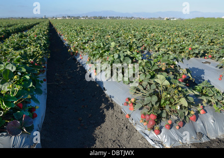 Reihen von Erdbeerpflanzen, Salinas Valley, zentrale CA Stockfoto