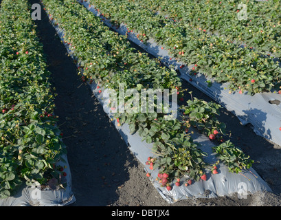 Reihen von Erdbeerpflanzen, Salinas Valley, zentrale CA Stockfoto