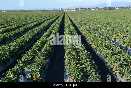 Reihen von Erdbeerpflanzen, Salinas Valley, zentrale CA Stockfoto