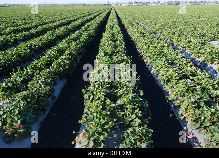 Reihen von Erdbeerpflanzen, Salinas Valley, zentrale CA Stockfoto