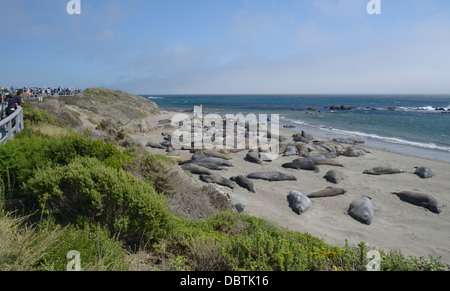 Menschen beobachten nördlichen See-Elefanten, Mirounga Angustirostris, holte am Piedras Blancas Strand, San Simeon, CA Stockfoto