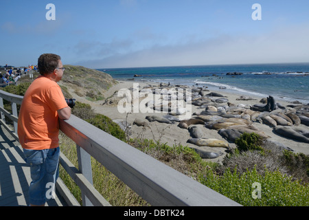 Person beobachten nördlichen See-Elefanten, Mirounga Angustirostris, holte am Piedras Blancas Strand, San Simeon, CA Stockfoto