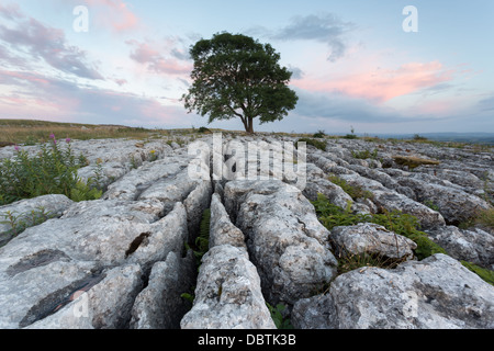 Lonelieness in der Dämmerung - die kultigen Malham Asche wachsen durch den Kalkstein Pflaster in der Yorkshire Dales National Park Stockfoto