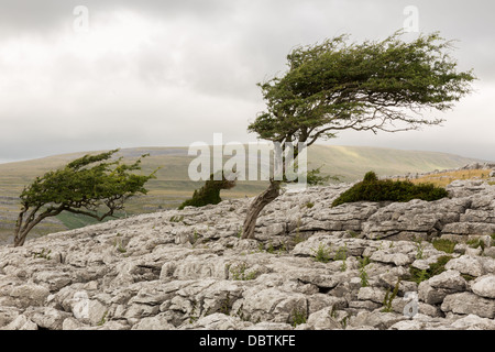 Wind geblasen Baum, Twistleton Narbe in der Yorkshire Dales Stockfoto