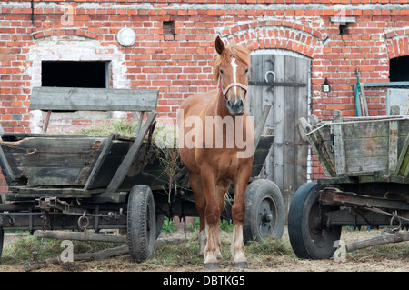 Pferd in ein Gehege mit einer roten Scheune. Stockfoto