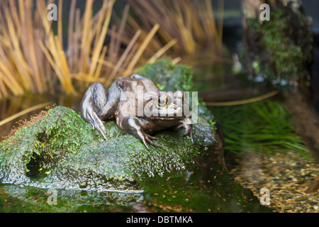 Bullfrog Lebensraum an das Vancouver Aquarium Marine Science Centre im Stanley Park - Westend, Vancouver, Britisch-Kolumbien, Kanada Stockfoto