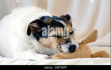 Ein schlafender Jack Russell Terrier mit Tröster Spielzeug Stockfoto