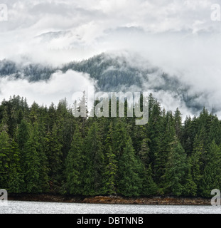Nebel über die Pinien auf einem Berge Stockfoto