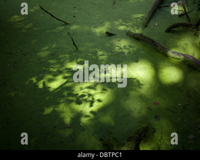 Schatten der Blätter in die Oberfläche eines Sees in einem Sommer Algenblüte bedeckt. Milton Keynes, UK. Stockfoto