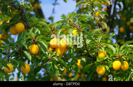 Mirabellen bin Baum - Mirabellen am Baum 02 Stockfoto