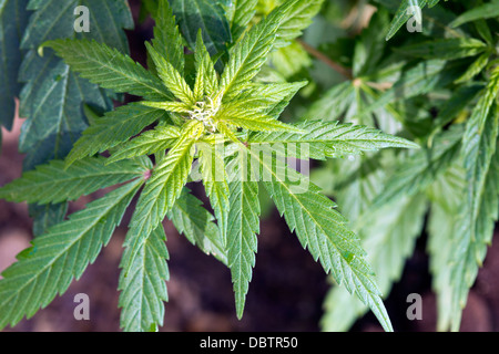 Leiter der natürlichen Cannabis Ruderalis wächst in einem gepflegten Garten Stockfoto