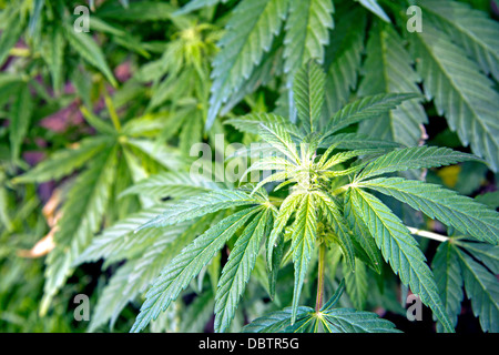 Leiter der natürlichen Cannabis Ruderalis wächst in einem gepflegten Garten Stockfoto