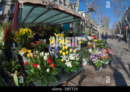 Blume-Stall auf Las Ramblas, Barcelona, Katalonien, Spanien, Europa Stockfoto