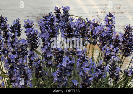 Lavendelblüten Stockfoto