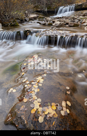 Fällt auf Big Bear Creek in den Herbst, San Miguel County, Colorado, Vereinigte Staaten von Amerika, Nord Amerika Stockfoto