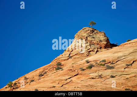 Baum auf einem Sandstein Hügel, Zion Nationalpark, Utah, Vereinigte Staaten von Amerika, Nordamerika Stockfoto