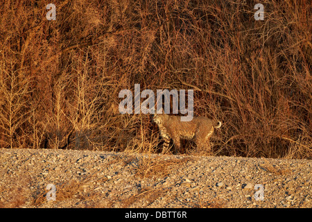 Rotluchs (Lynx Rufus), Bosque del Apache National Wildlife Refuge, New Mexiko, Deutschland, Nordamerika Stockfoto