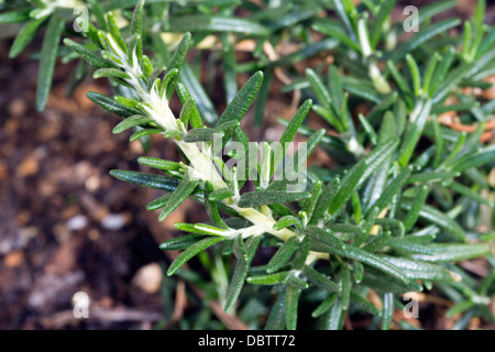 Kultivierte Rosmarin (Rosmarinus Officinalis) wächst in einem üppigen Garten Stockfoto