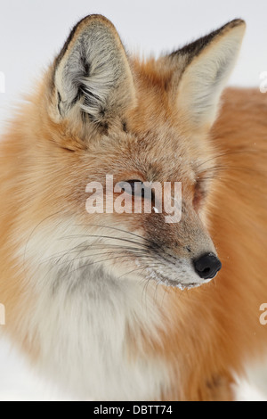 Rotfuchs (Vulpes Vulpes) in den Schnee, Grand-Teton-Nationalpark, Wyoming, Vereinigte Staaten von Amerika, Nord Amerika Stockfoto