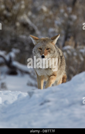 Kojote (Canis Latrans) in den Schnee, Yellowstone-Nationalpark, Wyoming, Vereinigte Staaten von Amerika, Nord Amerika Stockfoto