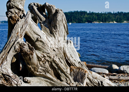 Nahaufnahme der verdrehten Treibholz aus der Basis eines Baumes mit dem Wasser und die Wälder des Stanley Park in der Ferne. Stockfoto