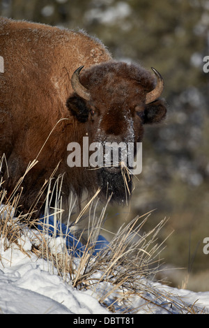 Bisons (Bison Bison) Kuh Essen im Winter, Yellowstone-Nationalpark, Wyoming, Vereinigte Staaten von Amerika, Nordamerika Stockfoto