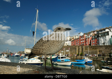 Juvenile Silbermöwe vom Hafen von Brixham, Devon - Larus argentatus Stockfoto