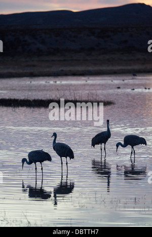 Mehr Kraniche (Grus Canadensis Tabida) bei Sonnenuntergang, Bosque del Apache National Wildlife Refuge, New Mexico, USA Stockfoto