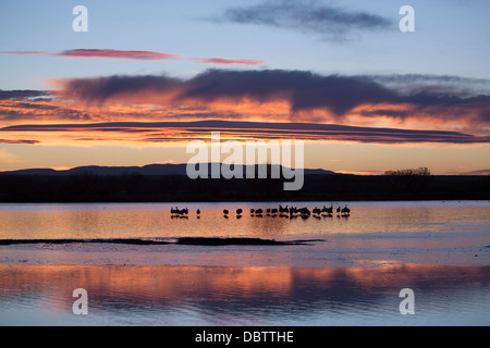 Mehr Kraniche (Grus Canadensis Tabida) bei Sonnenaufgang, Bosque del Apache National Wildlife Refuge, New Mexico, USA Stockfoto