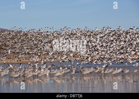 Weniger Schnee Gänse im Flug und mehr Kraniche, Bosque del Apache National Wildlife Refuge, New Mexico, USA Stockfoto