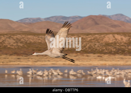 Größere Sandhill Kran (Grus Canadensis Tabida), Bosque del Apache National Wildlife Refuge, New Mexico, USA Stockfoto