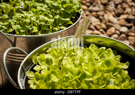 Italienischer Salatblätter wachsen in verzinkten Behältern Stockfoto