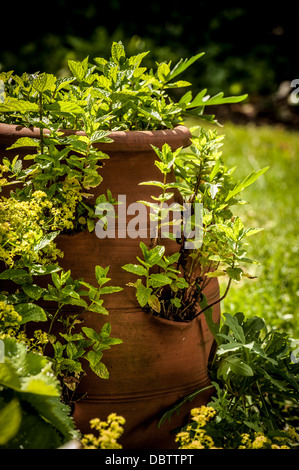 Minze wächst im Sommer in einem Terrakotta-Topf in einem britischen Garten. Stockfoto