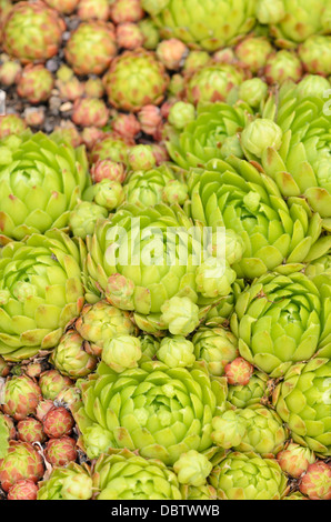 Gemeinsame hauswurz (sempervivum tectorum) Stockfoto