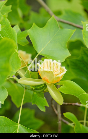 Amerikanische Tulpenbaum (Liriodendron tulipifera) Stockfoto