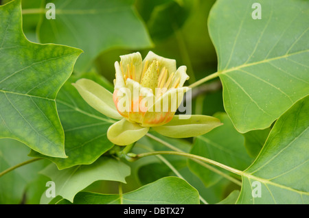 Amerikanische Tulpenbaum (Liriodendron tulipifera) Stockfoto