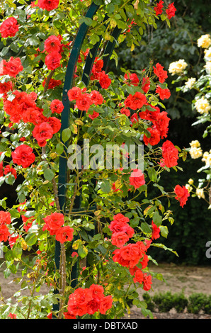 Floribunda Rose (rosa La sevillana) Stockfoto