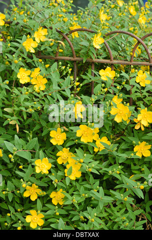 Johanniskraut (Hypericum) Stockfoto