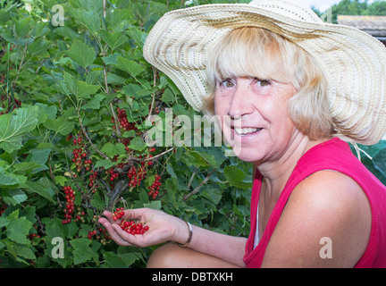 Reife Frau Kommissionierung rote Johannisbeeren auf Schrebergarten, England Großbritannien Stockfoto