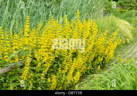 Gepunktete felberich (lysimachia punctata) Stockfoto