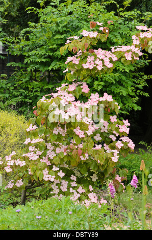 Japanischer Hartriegel (cornus Kousa atomi') Stockfoto