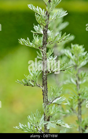 Grand Wermut (Artemisia Absinthium) mit schwarzen Blattläuse Stockfoto